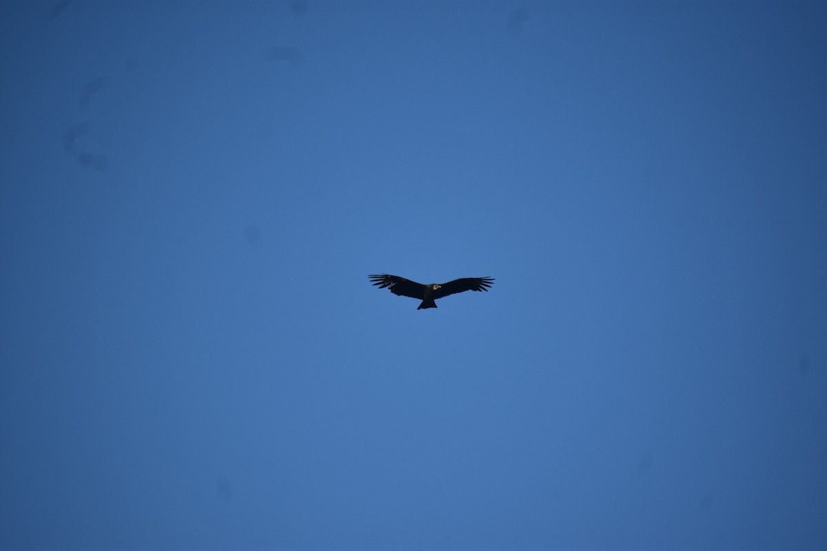 Black Vulture - ML612278293