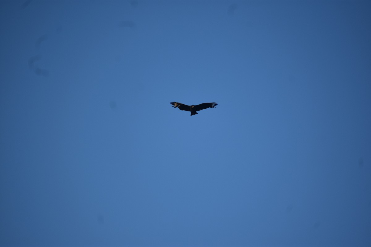 Black Vulture - ML612278295