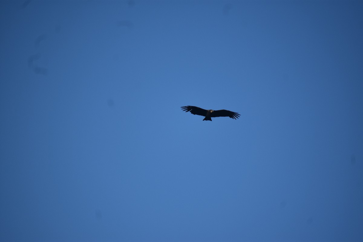 Black Vulture - ML612278297