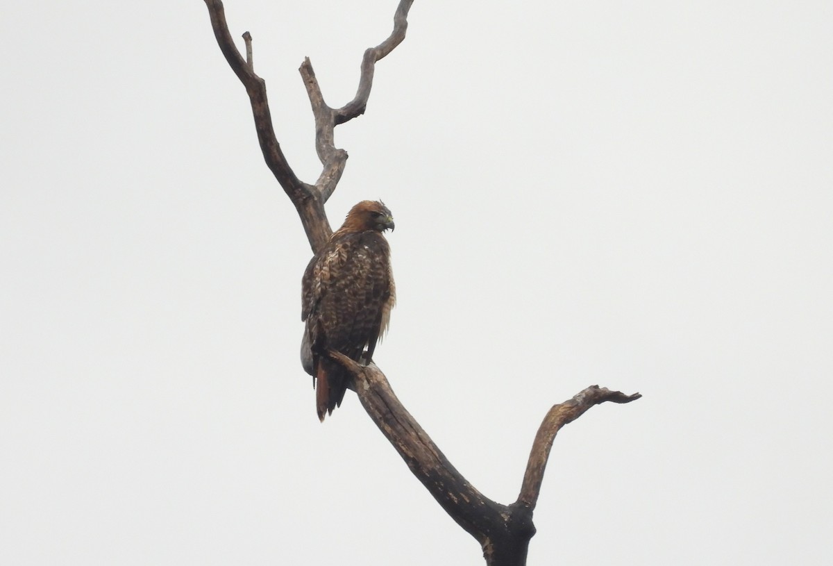 Red-tailed Hawk - ML612278304