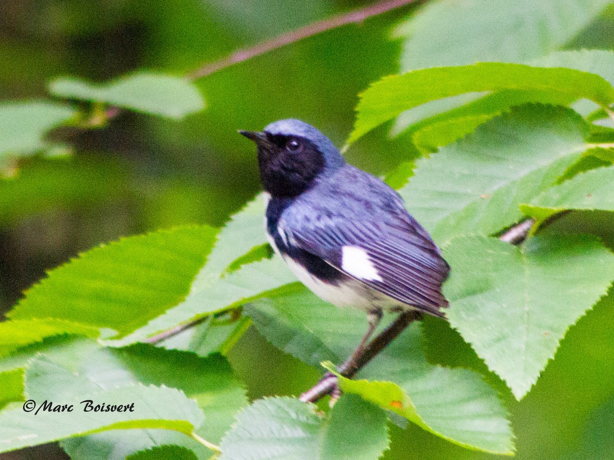 Black-throated Blue Warbler - ML61227831