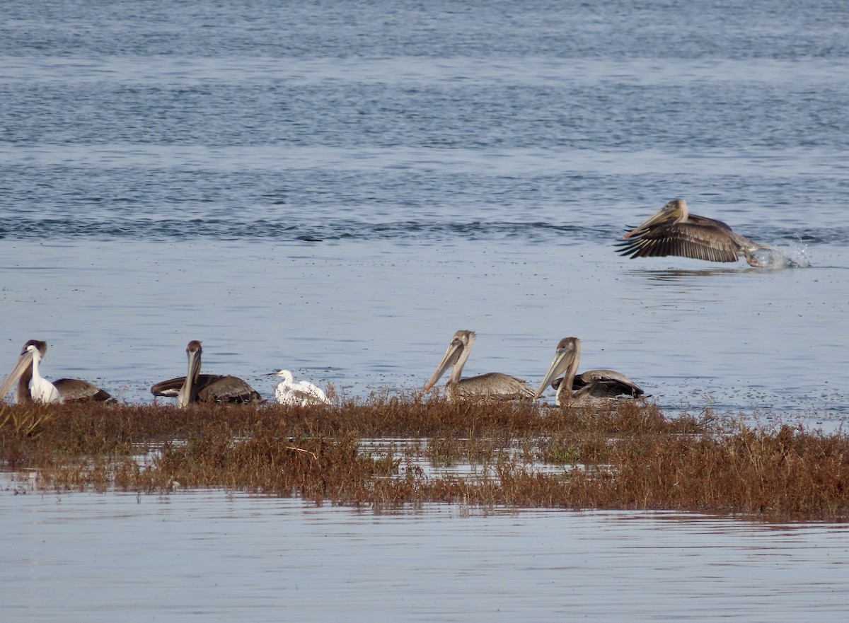 Brown Pelican - ML612278316