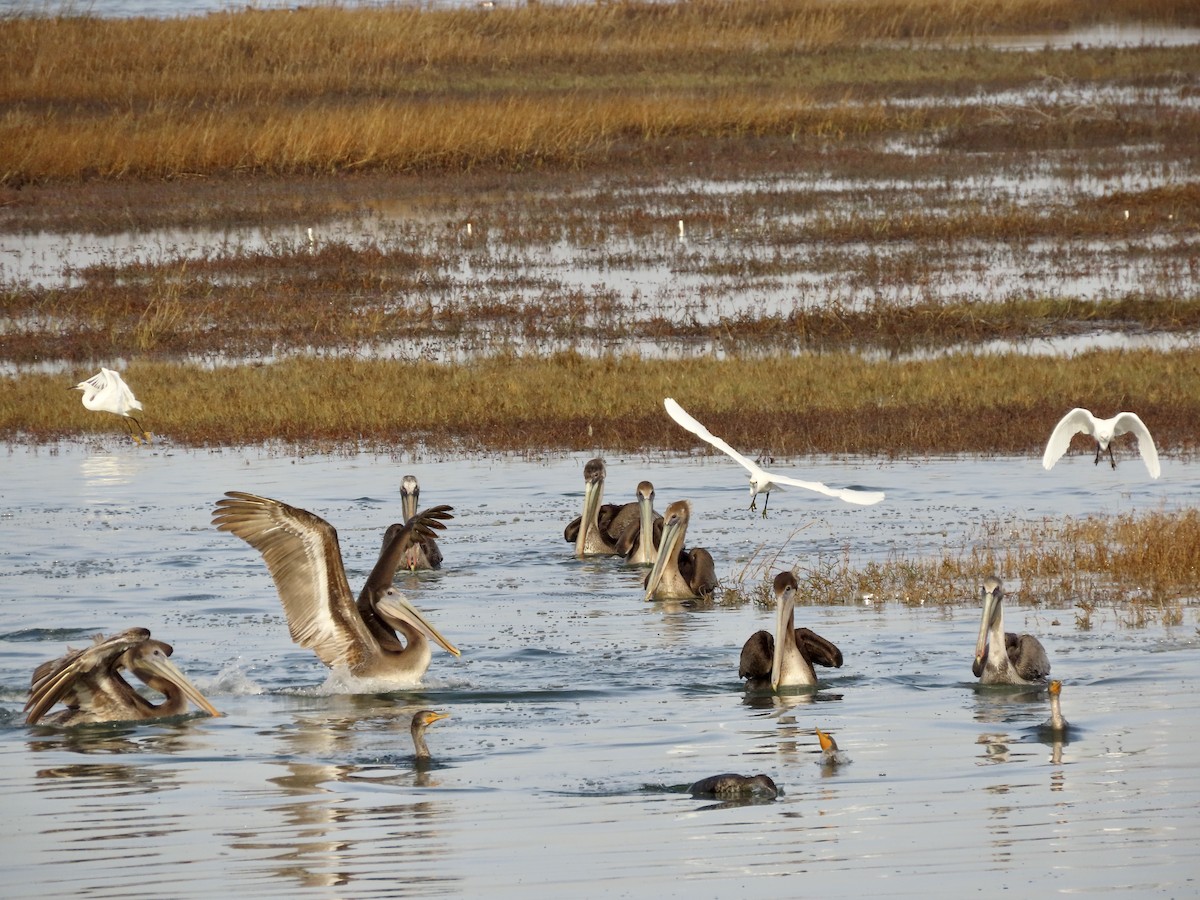 Brown Pelican - ML612278317