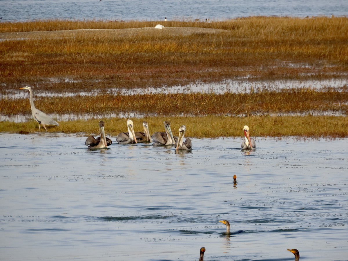 Brown Pelican - ML612278319