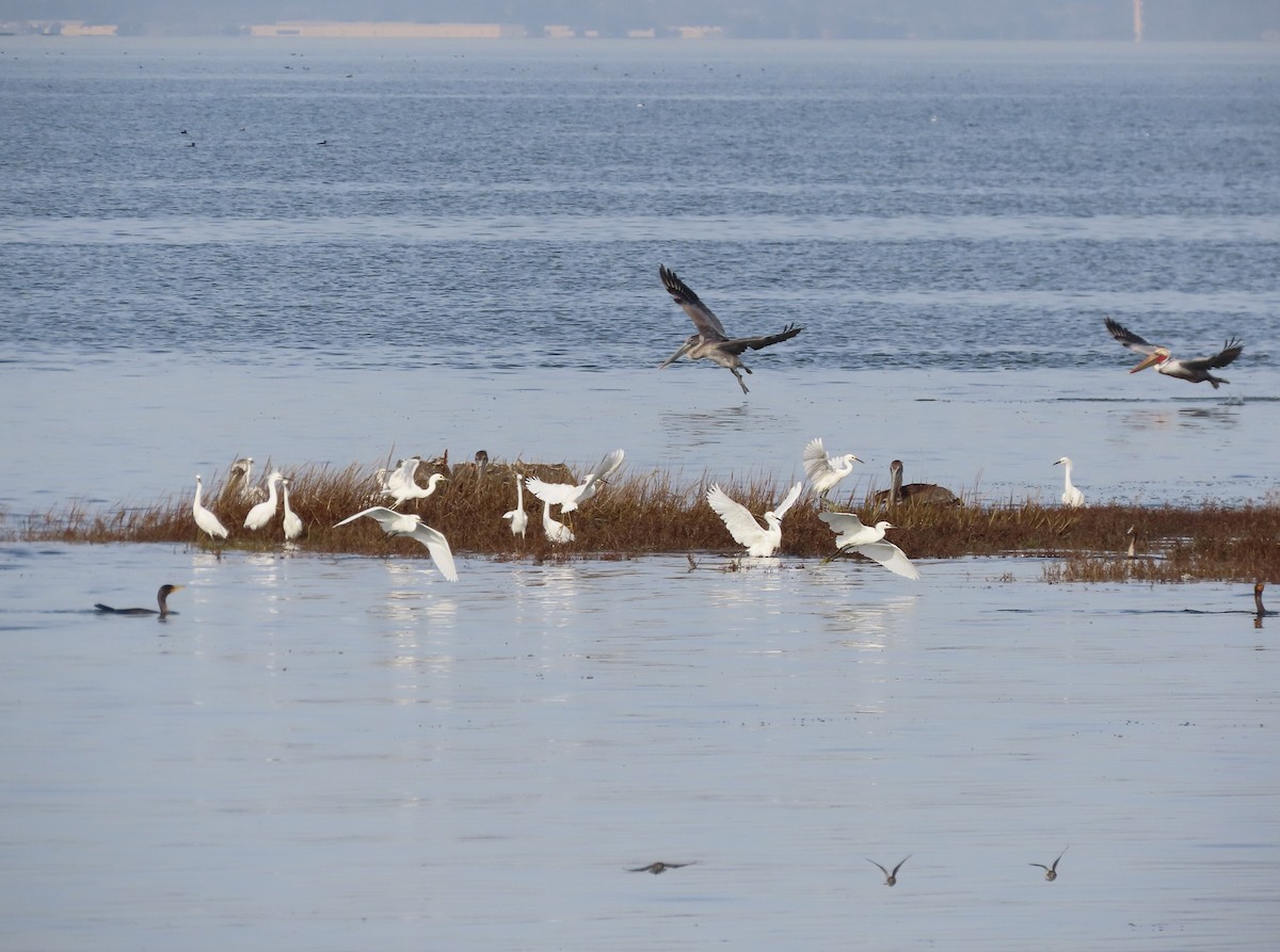 Snowy Egret - ML612278327