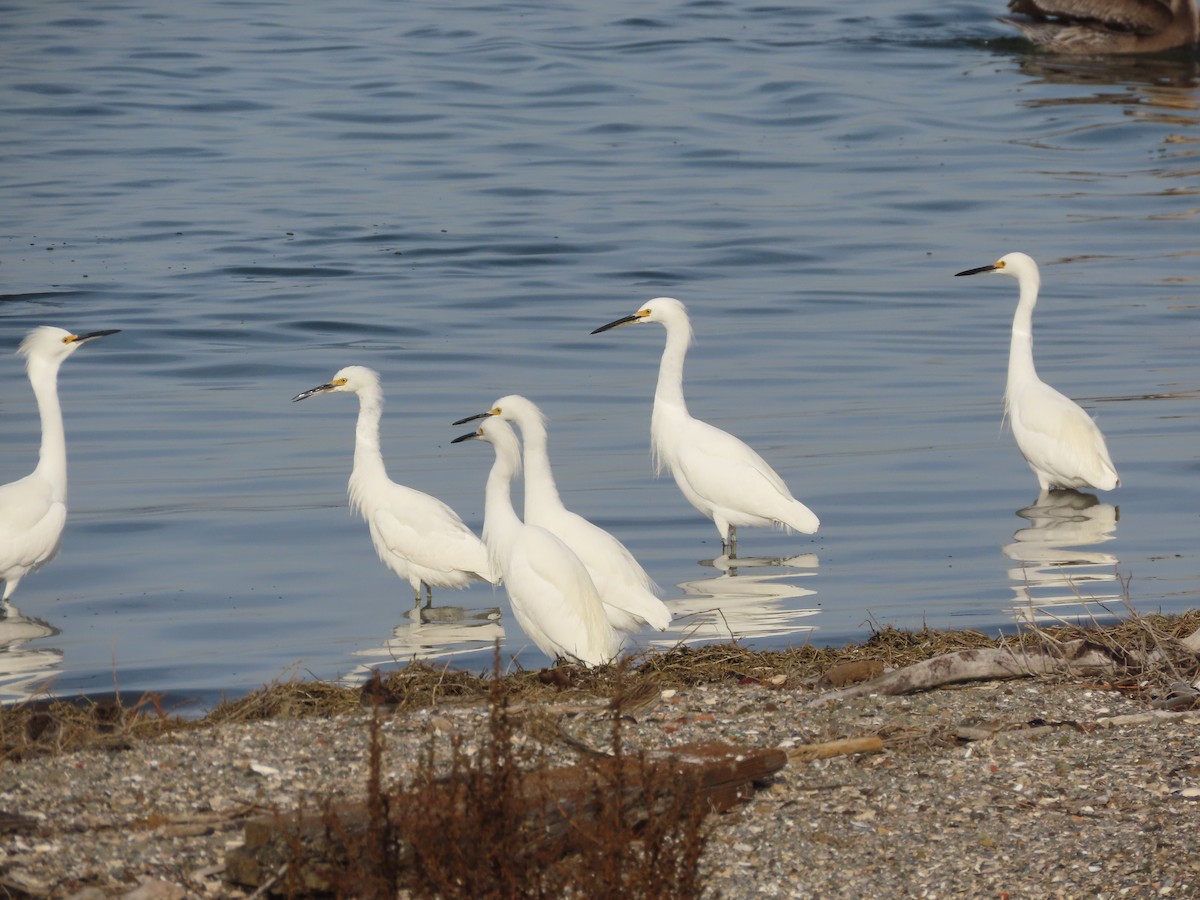 Snowy Egret - George Chrisman