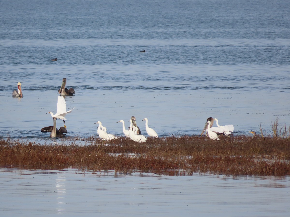 Snowy Egret - ML612278329