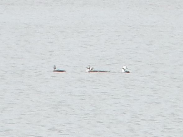 Long-tailed Duck - ML612278348