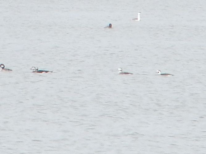 Long-tailed Duck - ML612278349