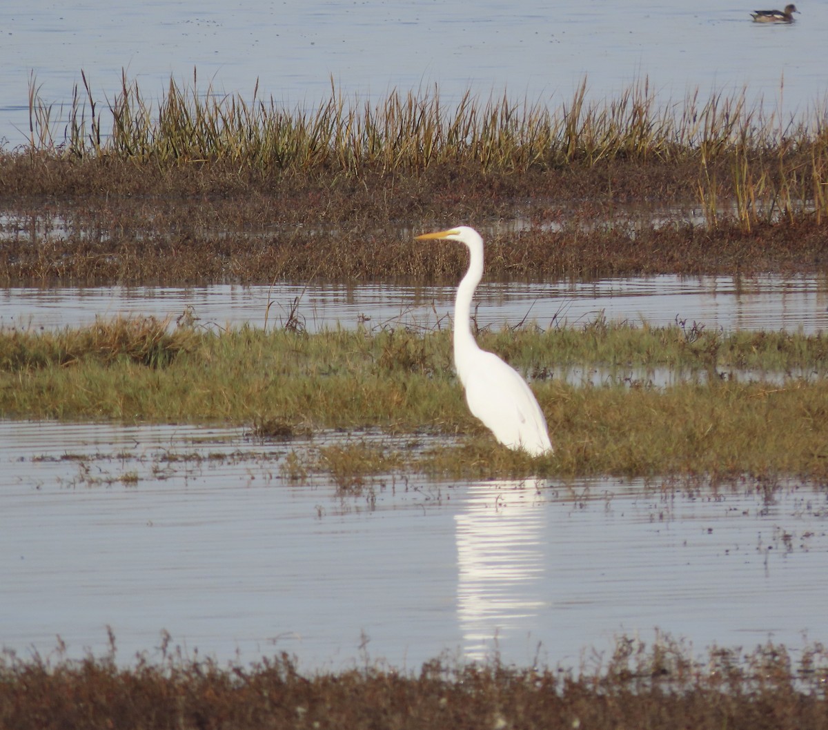 Great Egret - ML612278354