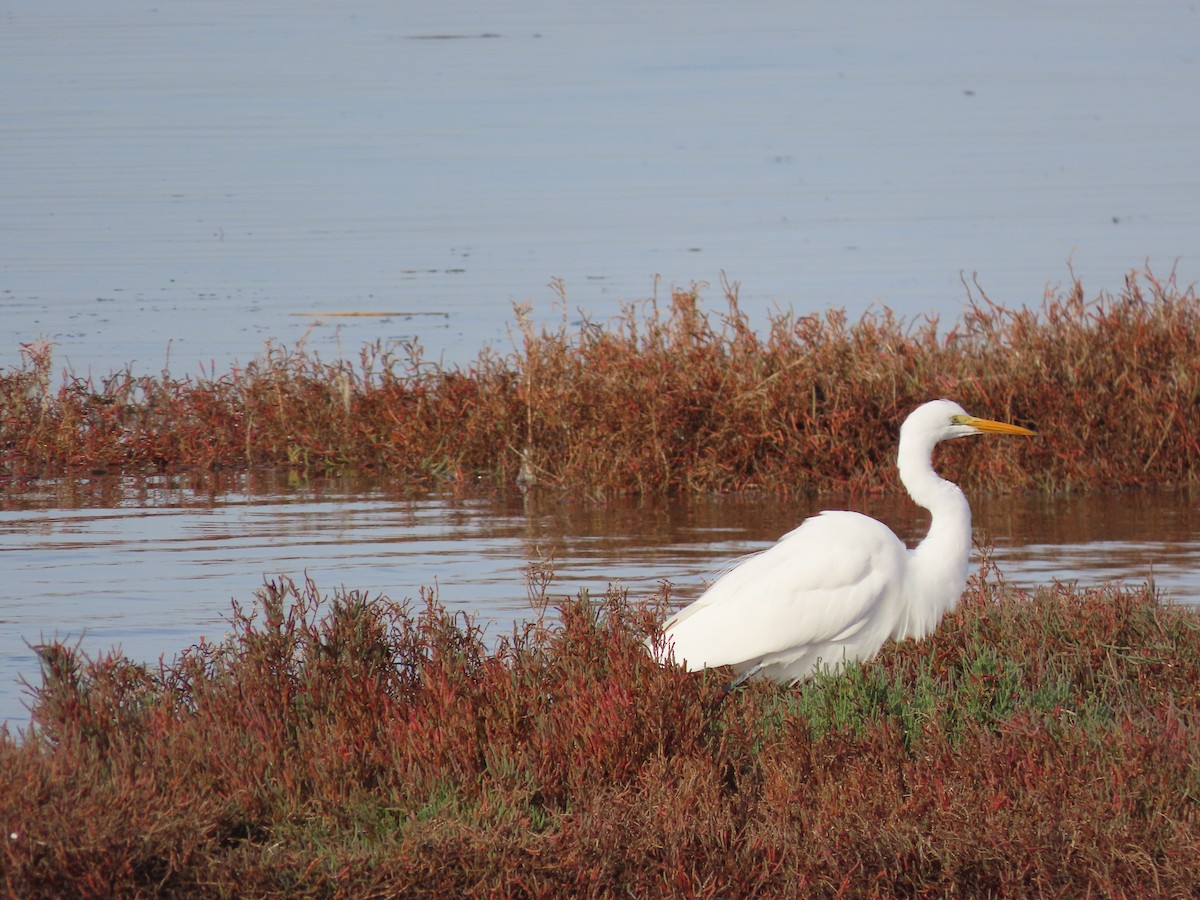 Great Egret - ML612278355