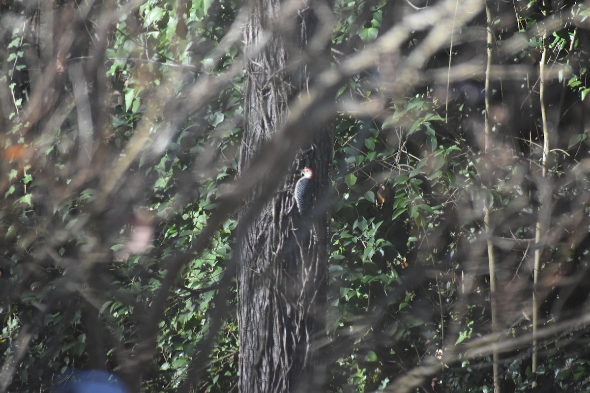 Red-bellied Woodpecker - ML612278366