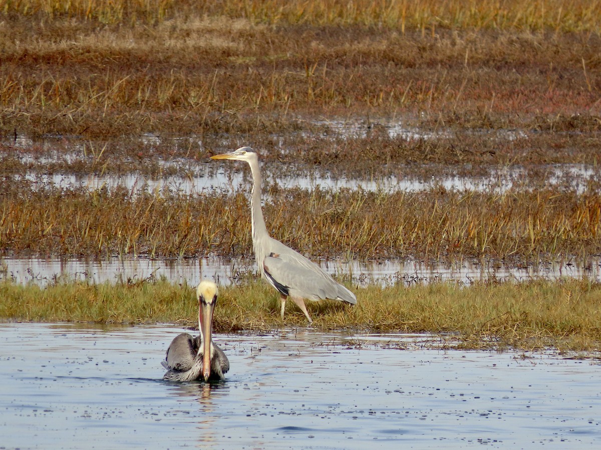 Great Blue Heron - ML612278373