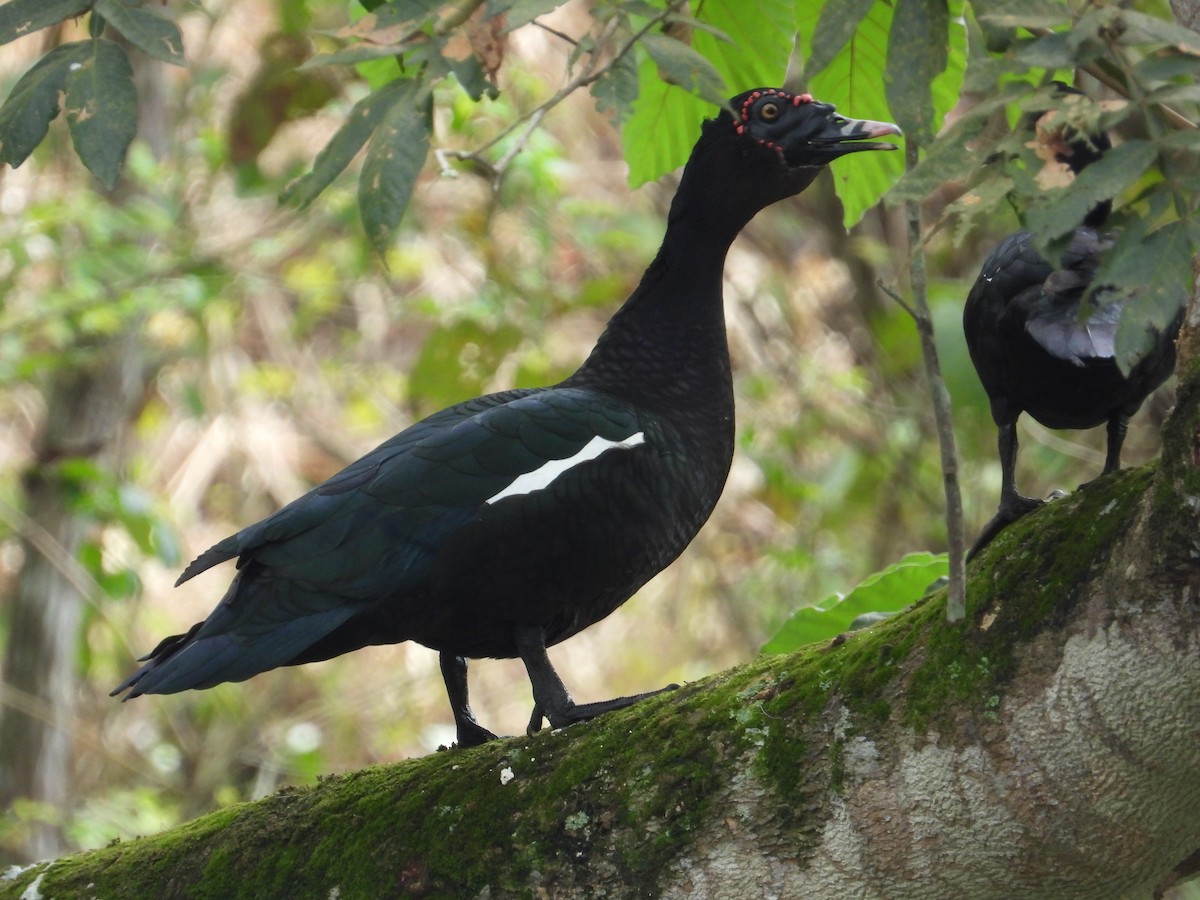 疣鼻棲鴨 - ML612278376