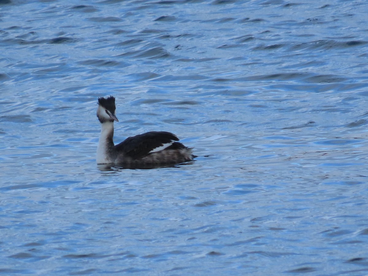Great Crested Grebe - Suzanne Beauchesne