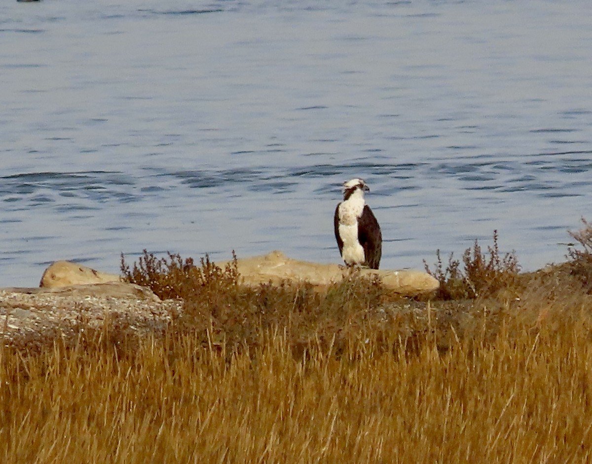 Balbuzard pêcheur - ML612278389