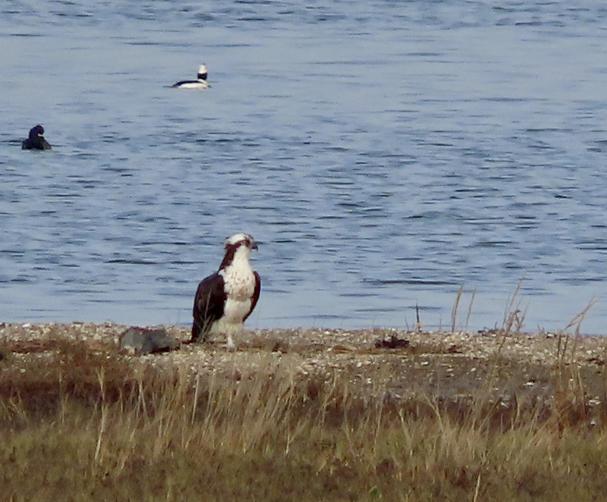 Águila Pescadora - ML612278390