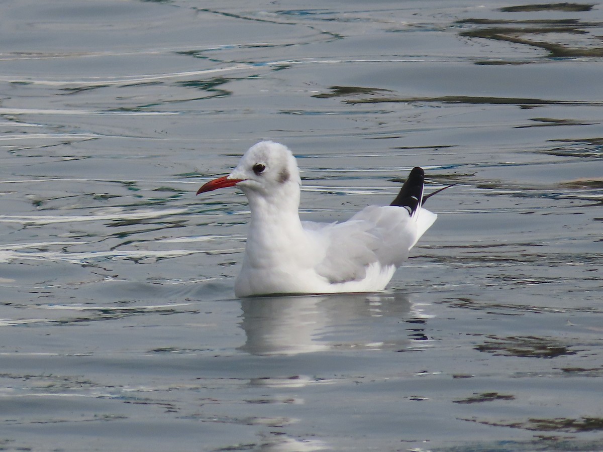 Black-headed Gull - ML612278397