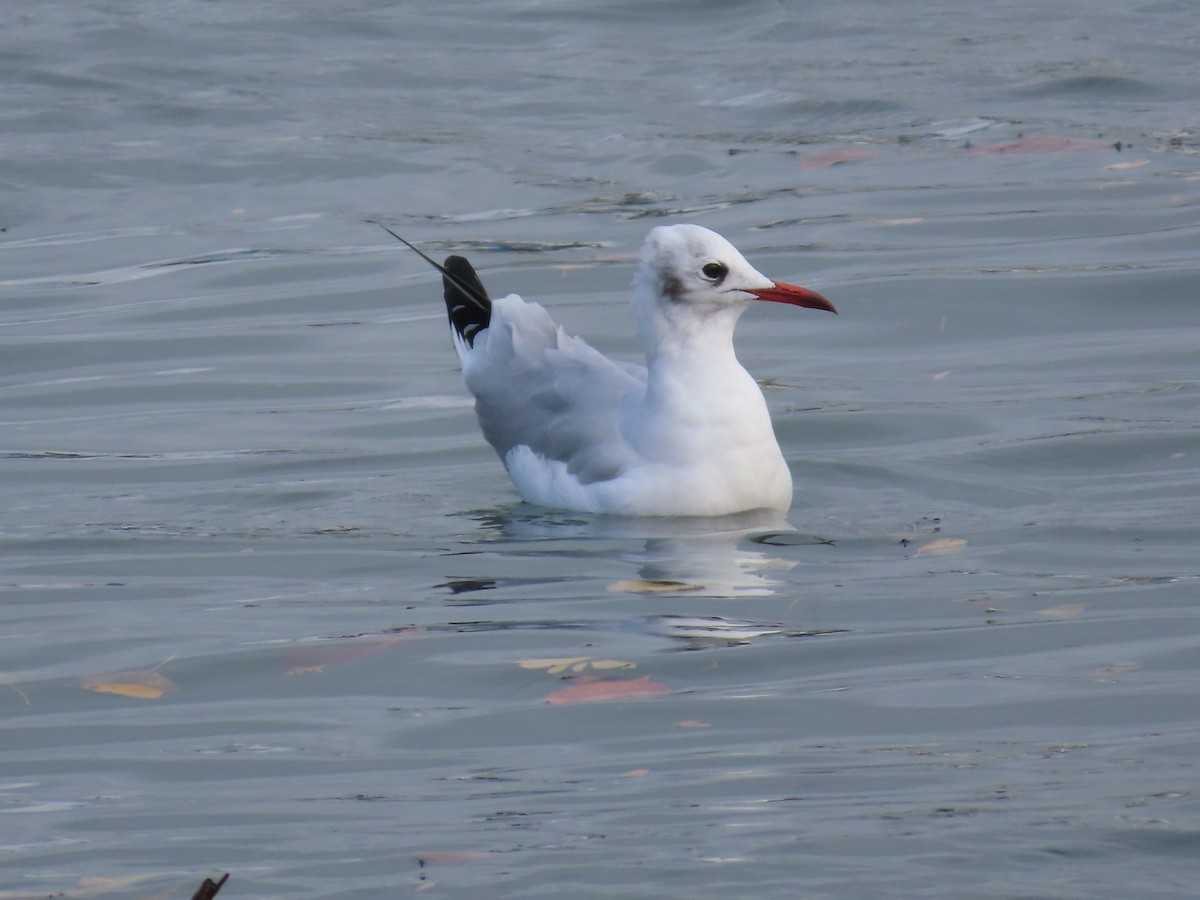 Black-headed Gull - ML612278398