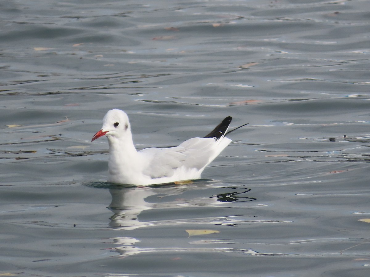 Gaviota Reidora - ML612278399