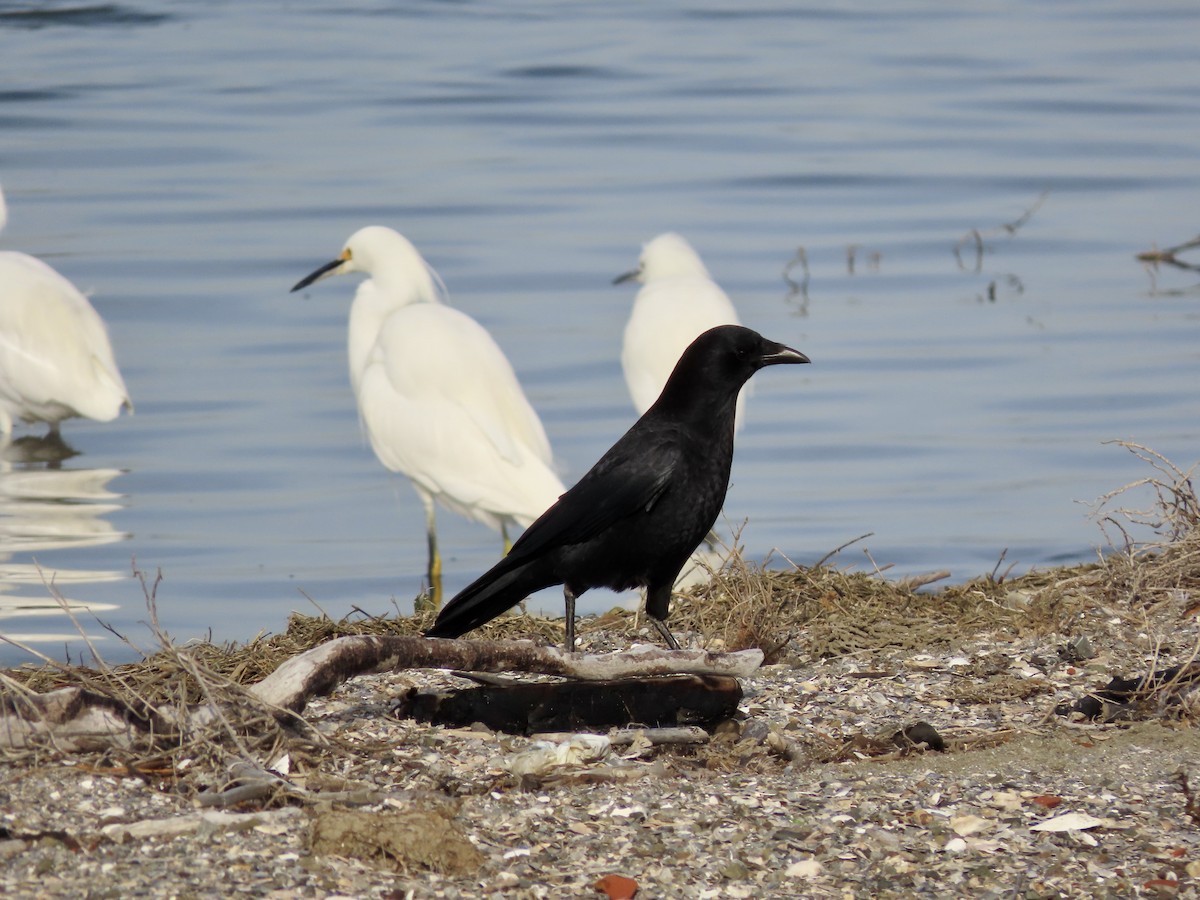 American Crow - ML612278403