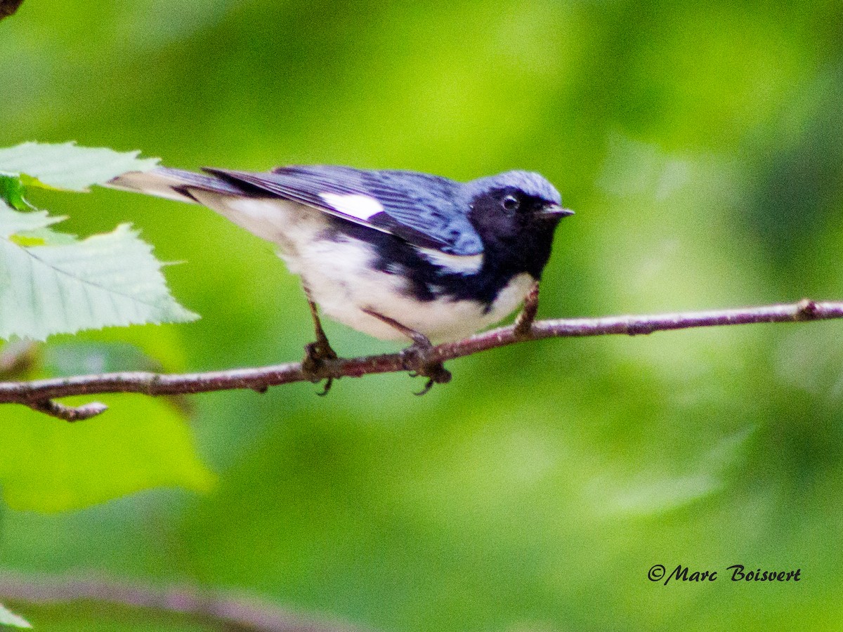 Black-throated Blue Warbler - ML61227841