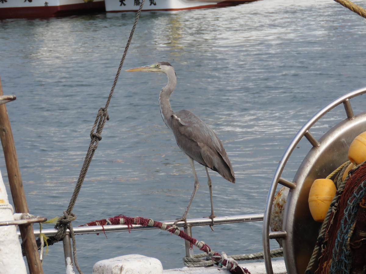 Gray Heron - ML612278414