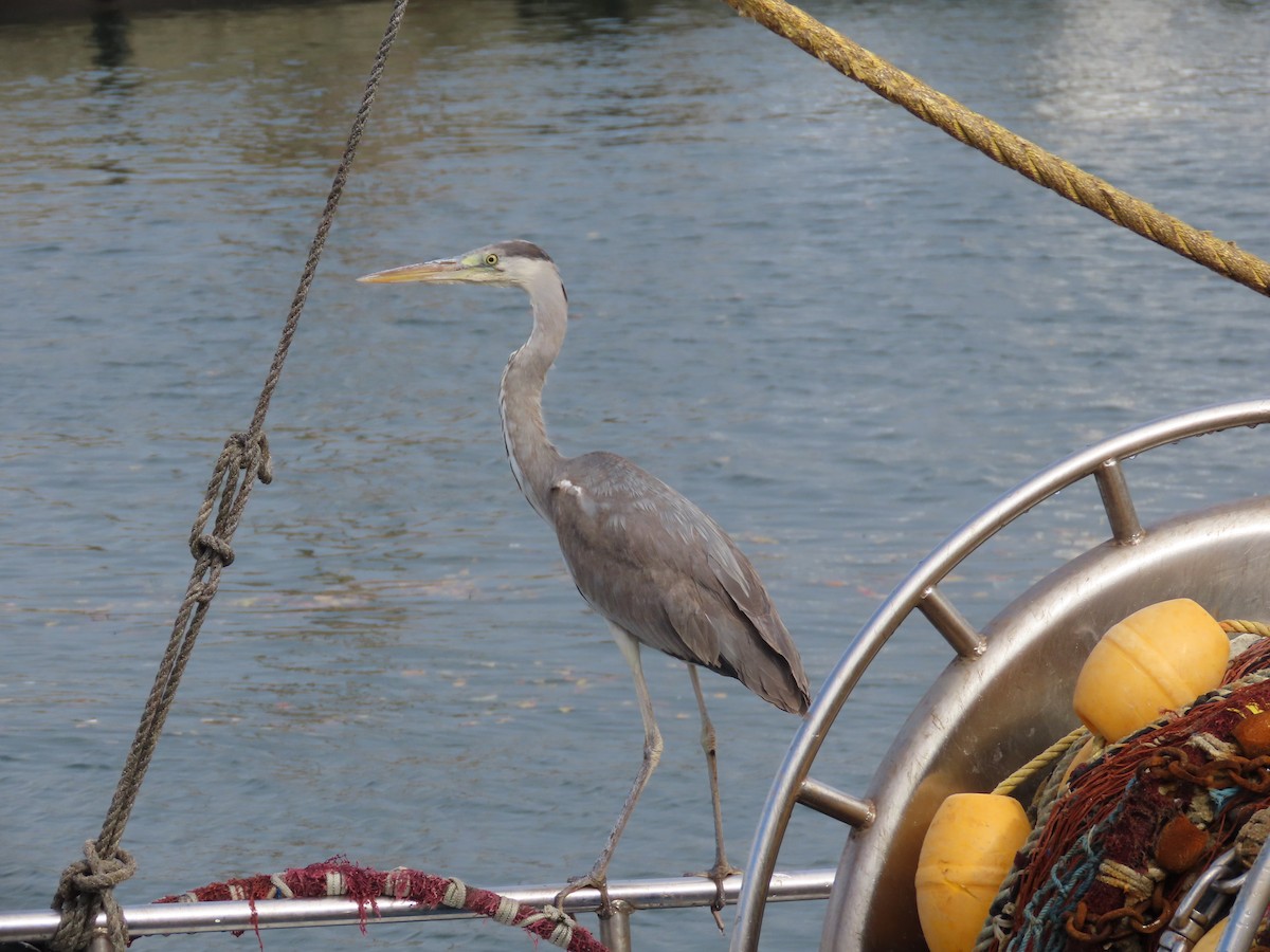 Gray Heron - ML612278415