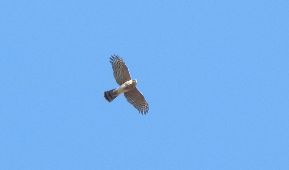 Sharp-shinned Hawk - Vincent Glasser