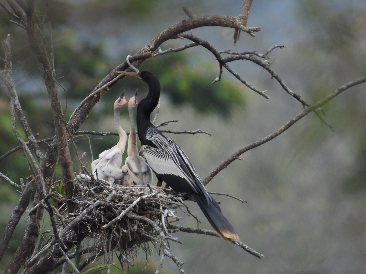 Anhinga - ML612278463