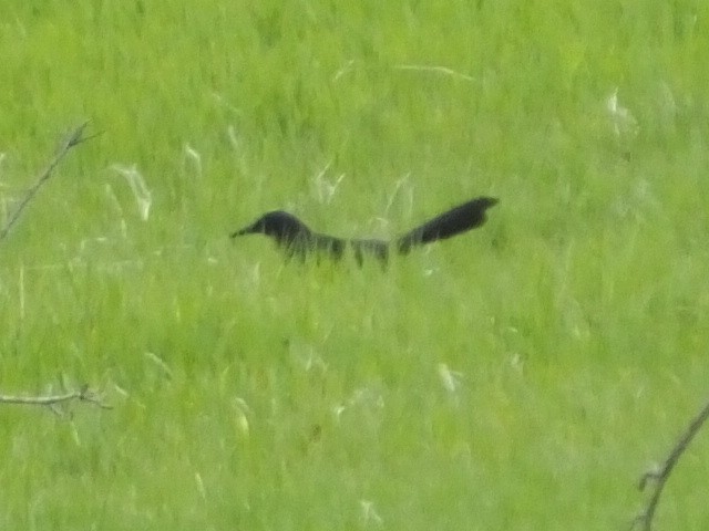 Great-tailed Grackle - ML612278621