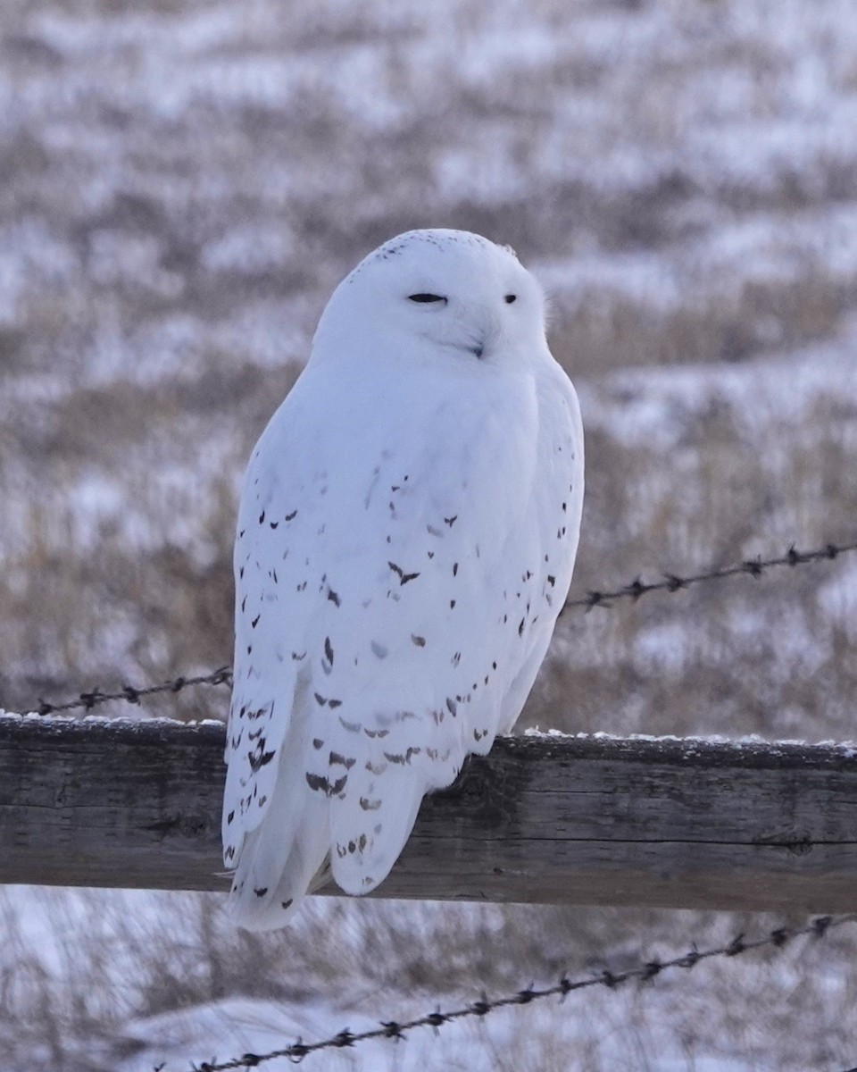 Snowy Owl - ML612278649