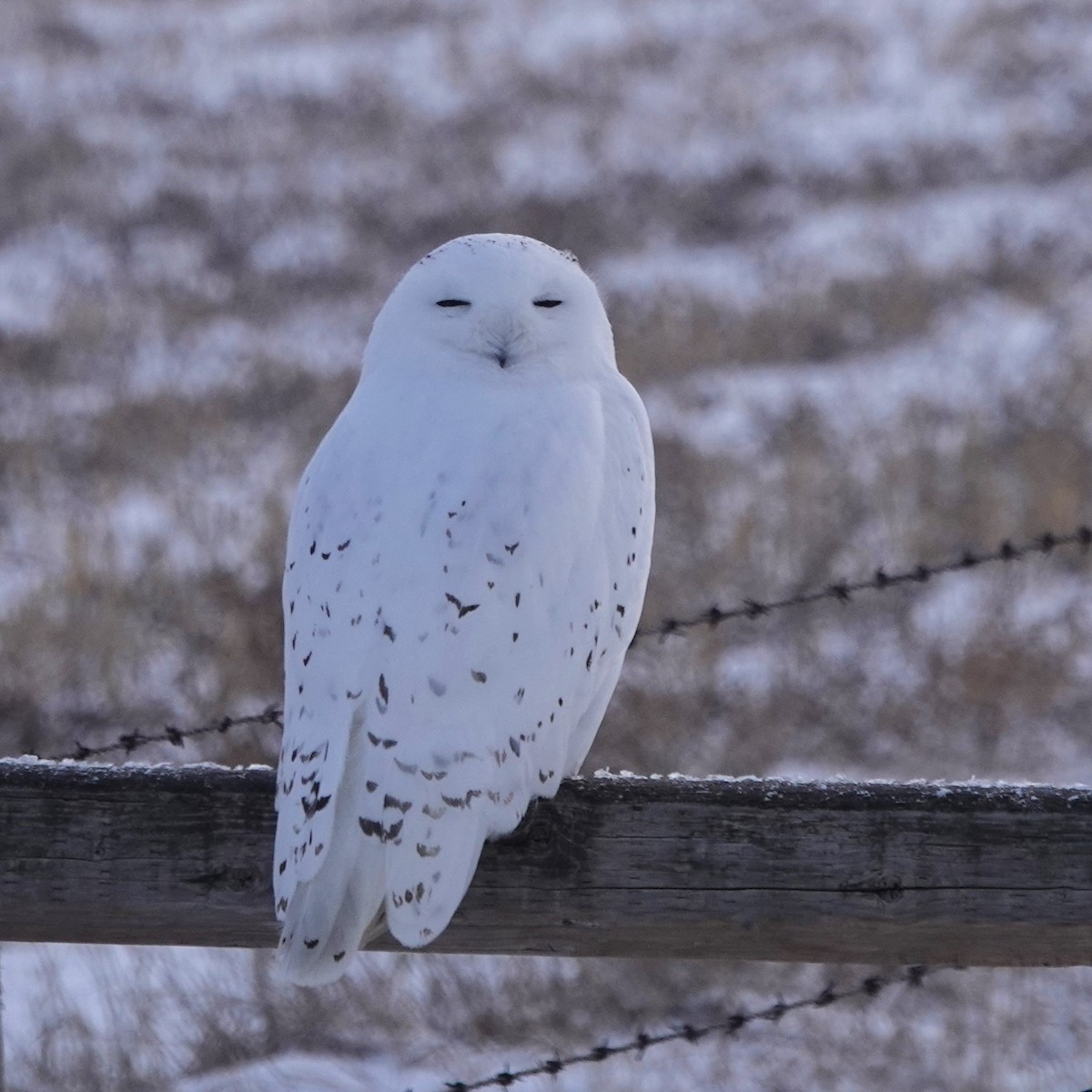 Snowy Owl - Lorrie Anderson