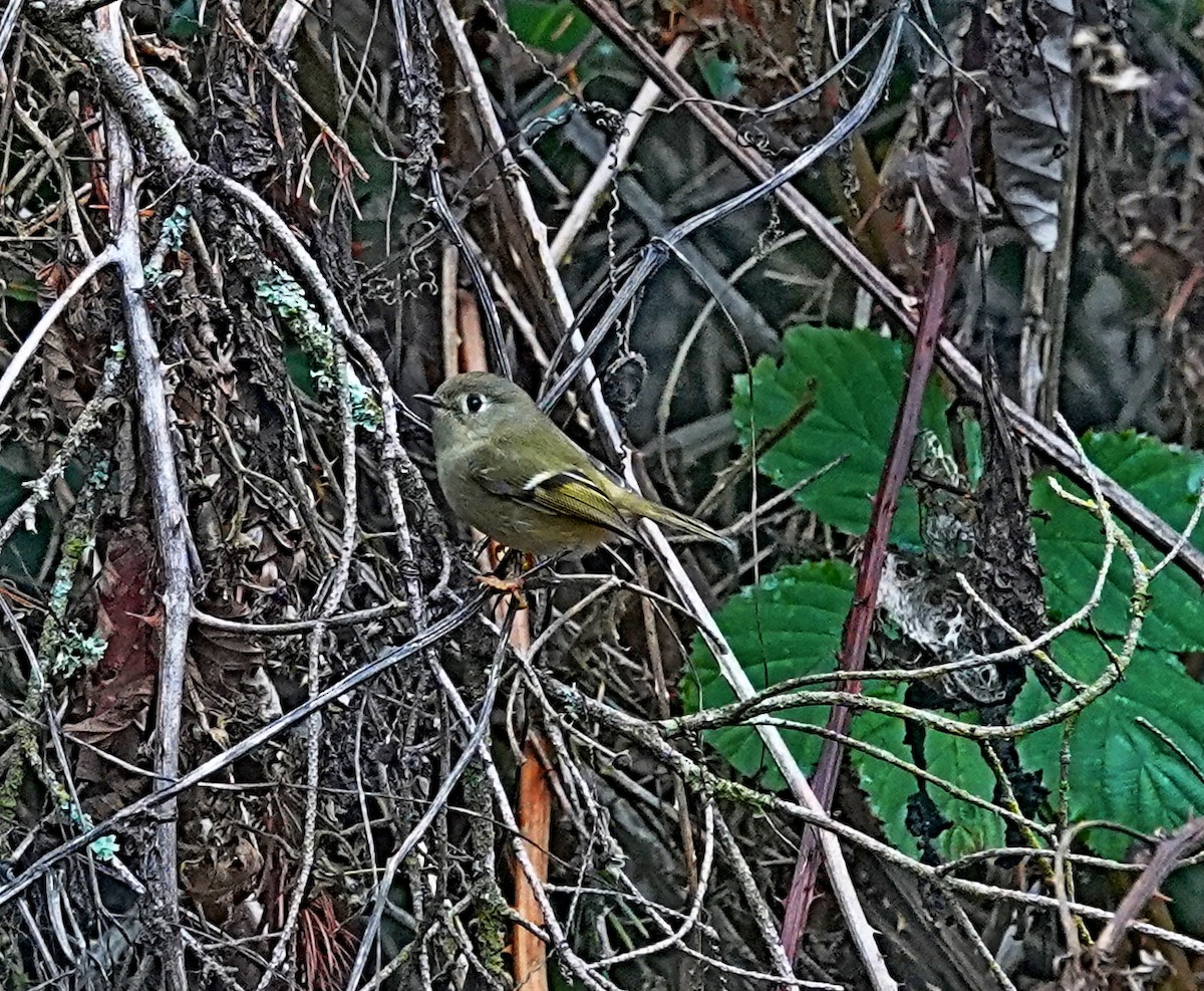 Ruby-crowned Kinglet - Hank Heiberg