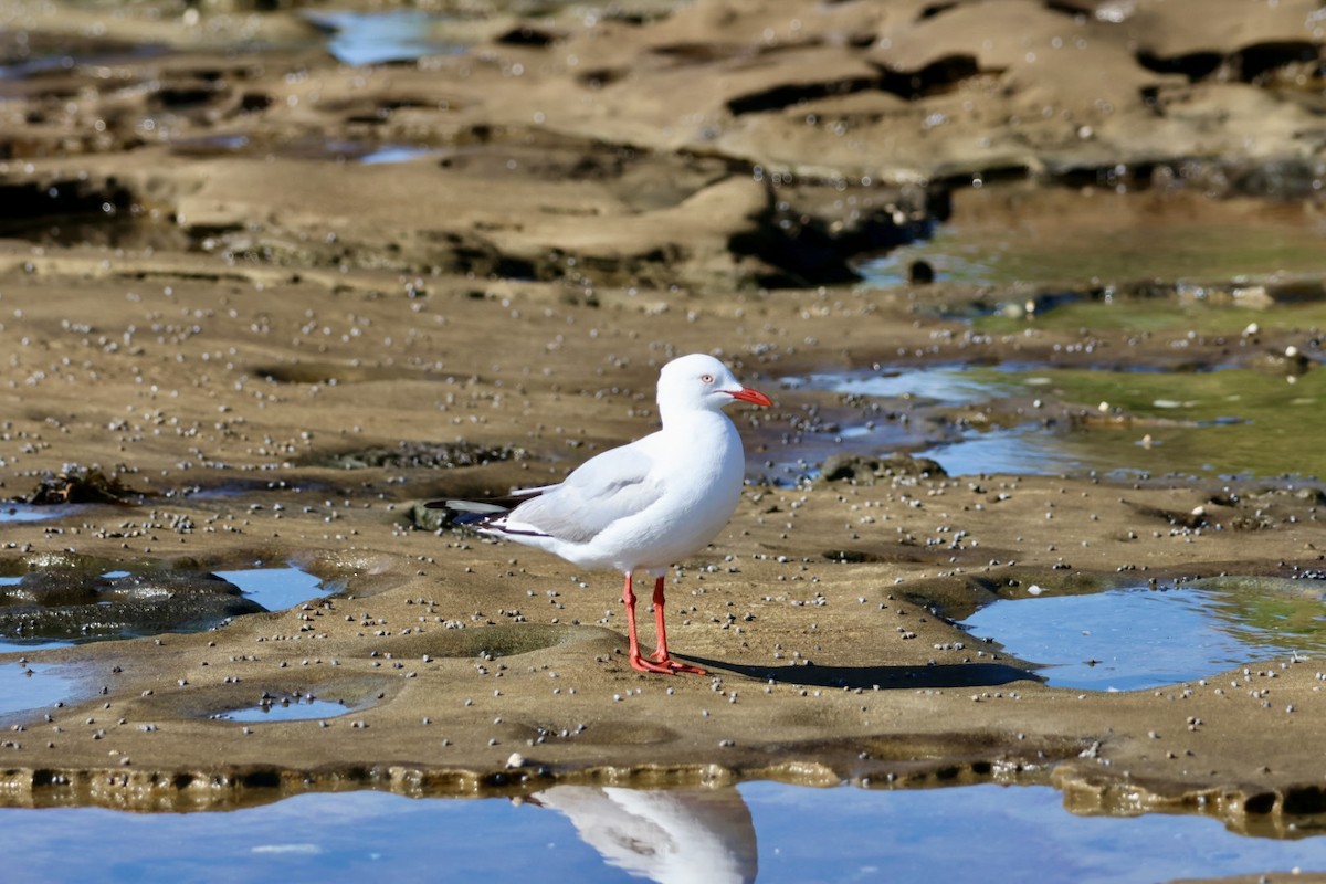 Silver Gull - ML612279030