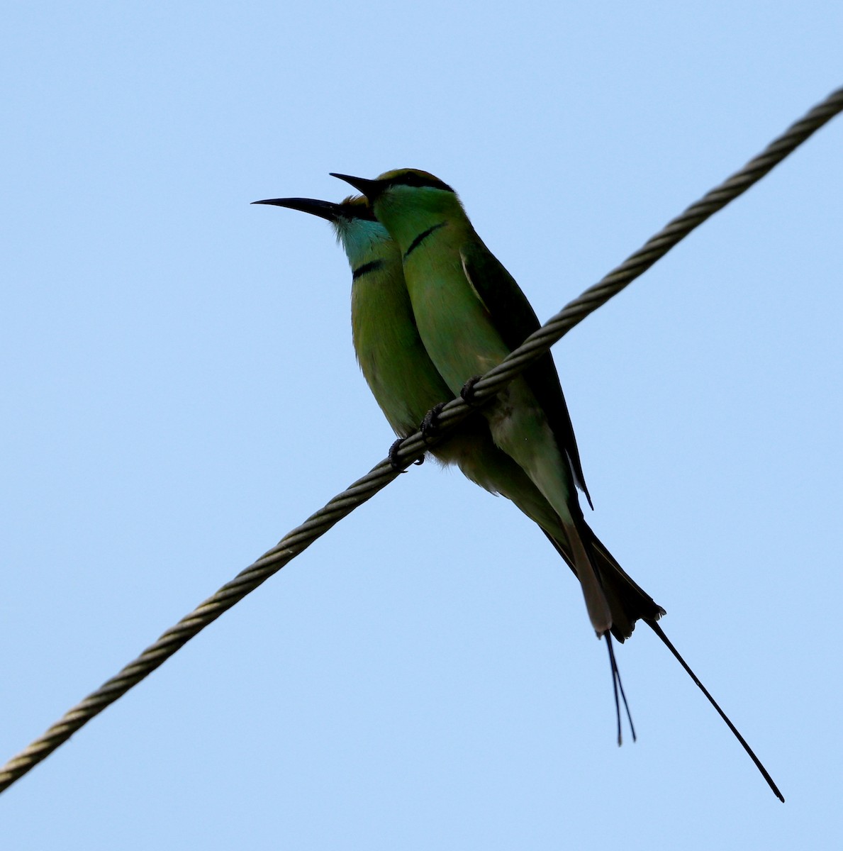 Asian Green Bee-eater - ML612279031