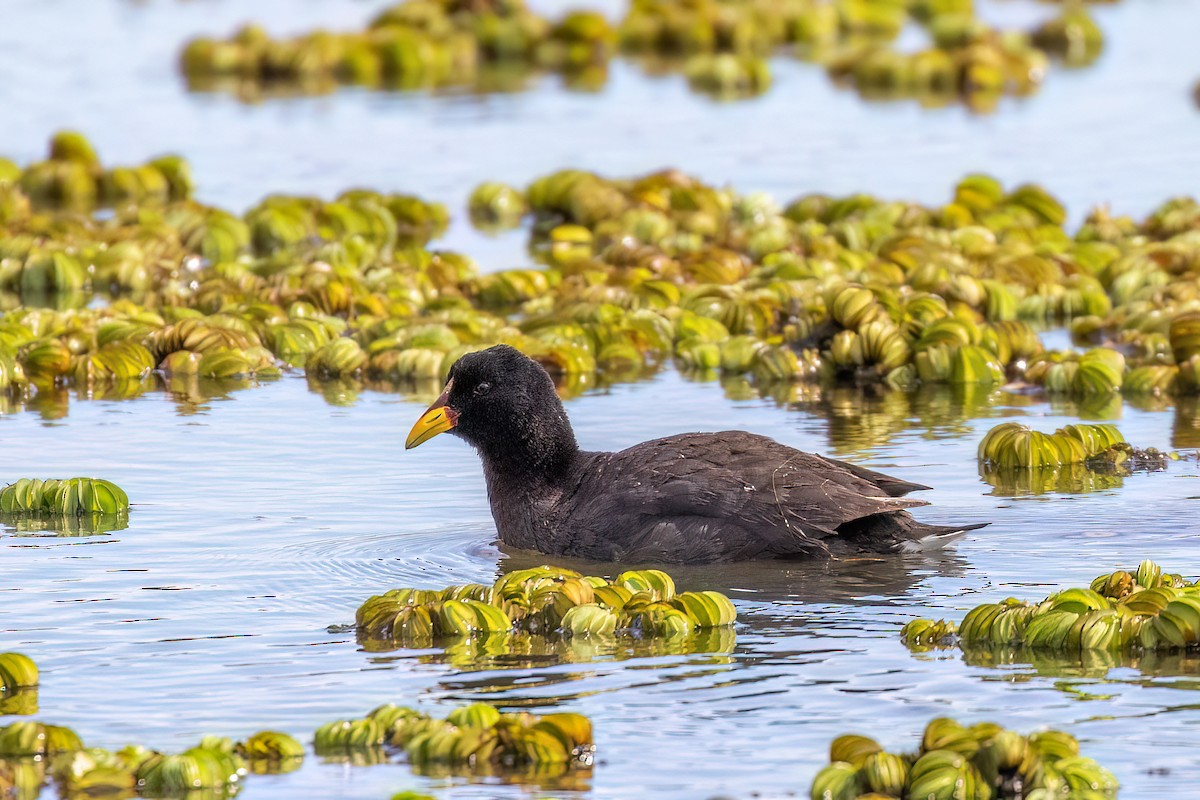 Red-fronted Coot - ML612279066