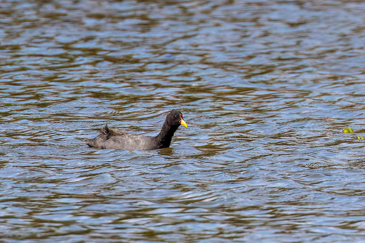 Red-fronted Coot - ML612279067