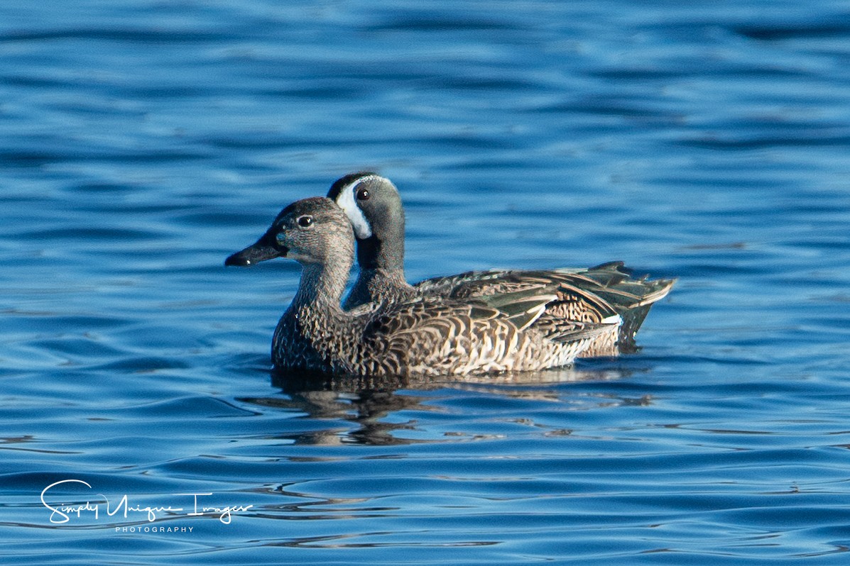 Blue-winged Teal - ML612279097