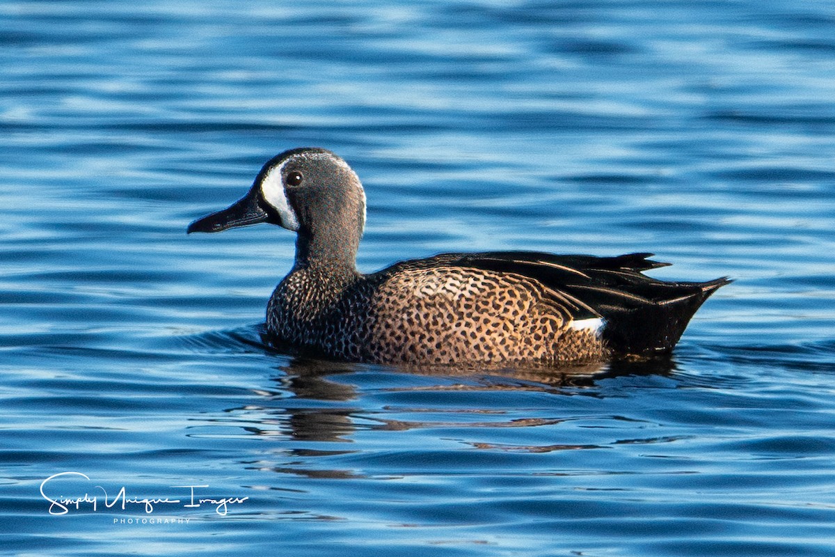 Blue-winged Teal - ML612279098