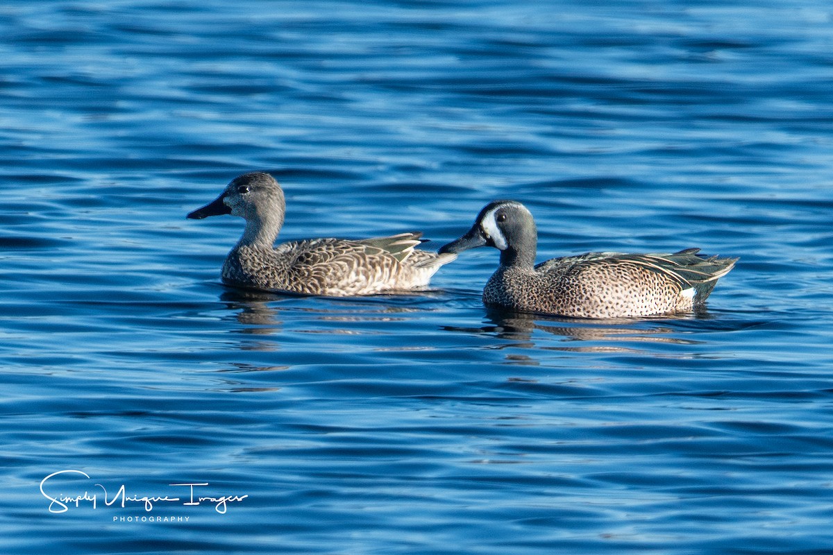 Blue-winged Teal - ML612279099