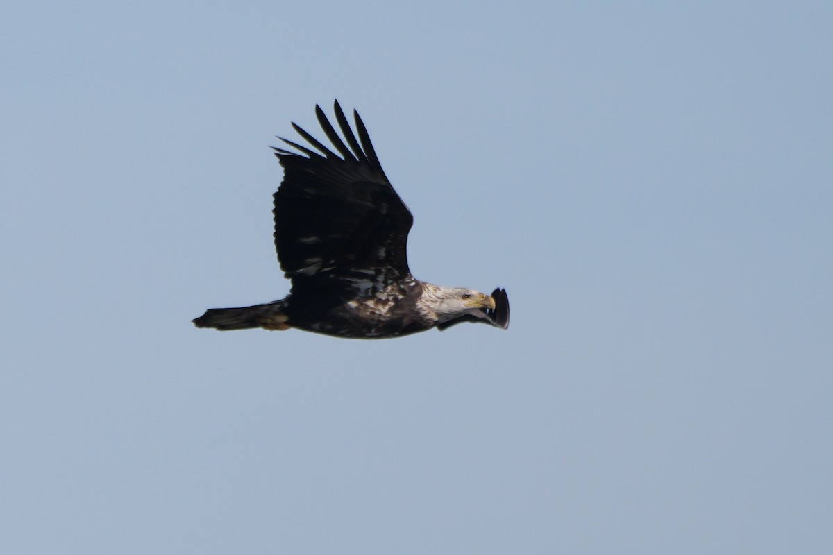 Bald Eagle - ML612279105