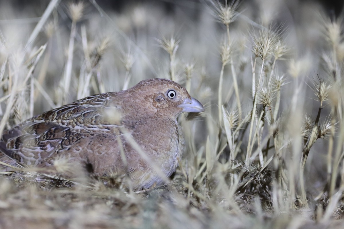 Little Buttonquail - Bec Trezise