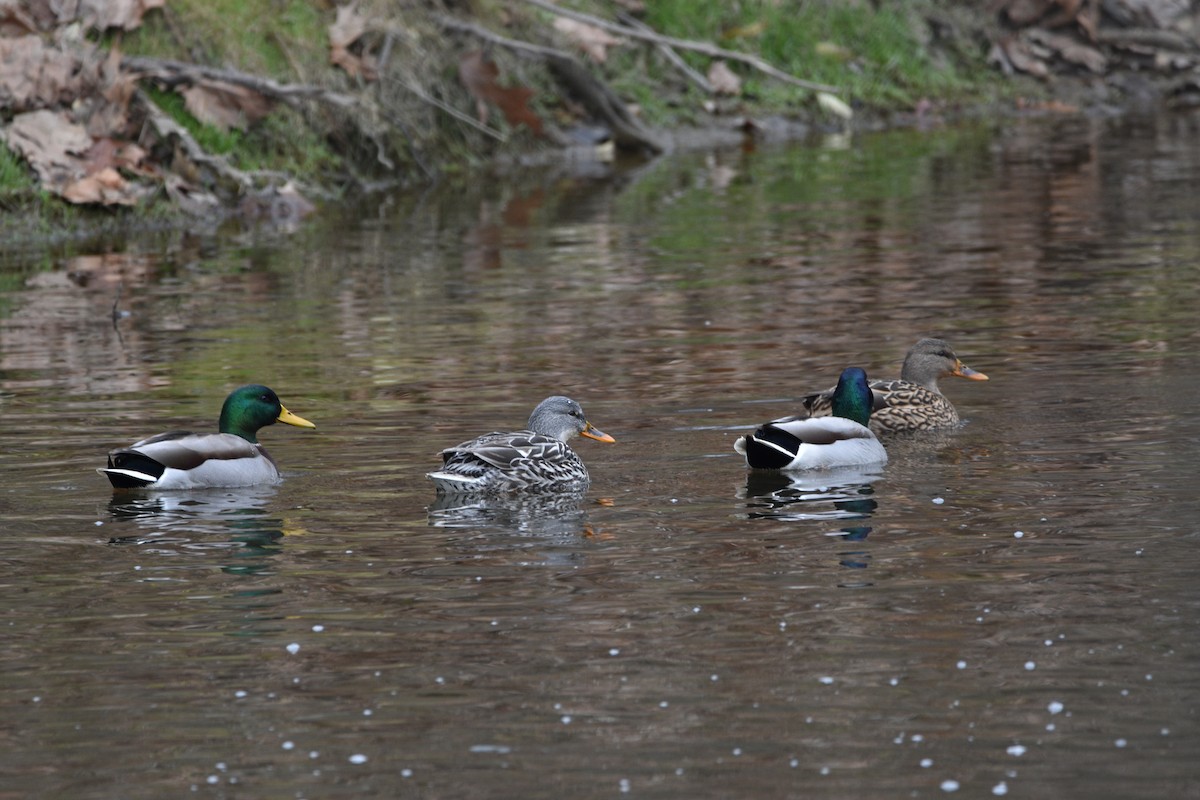 Canard colvert - ML612279191