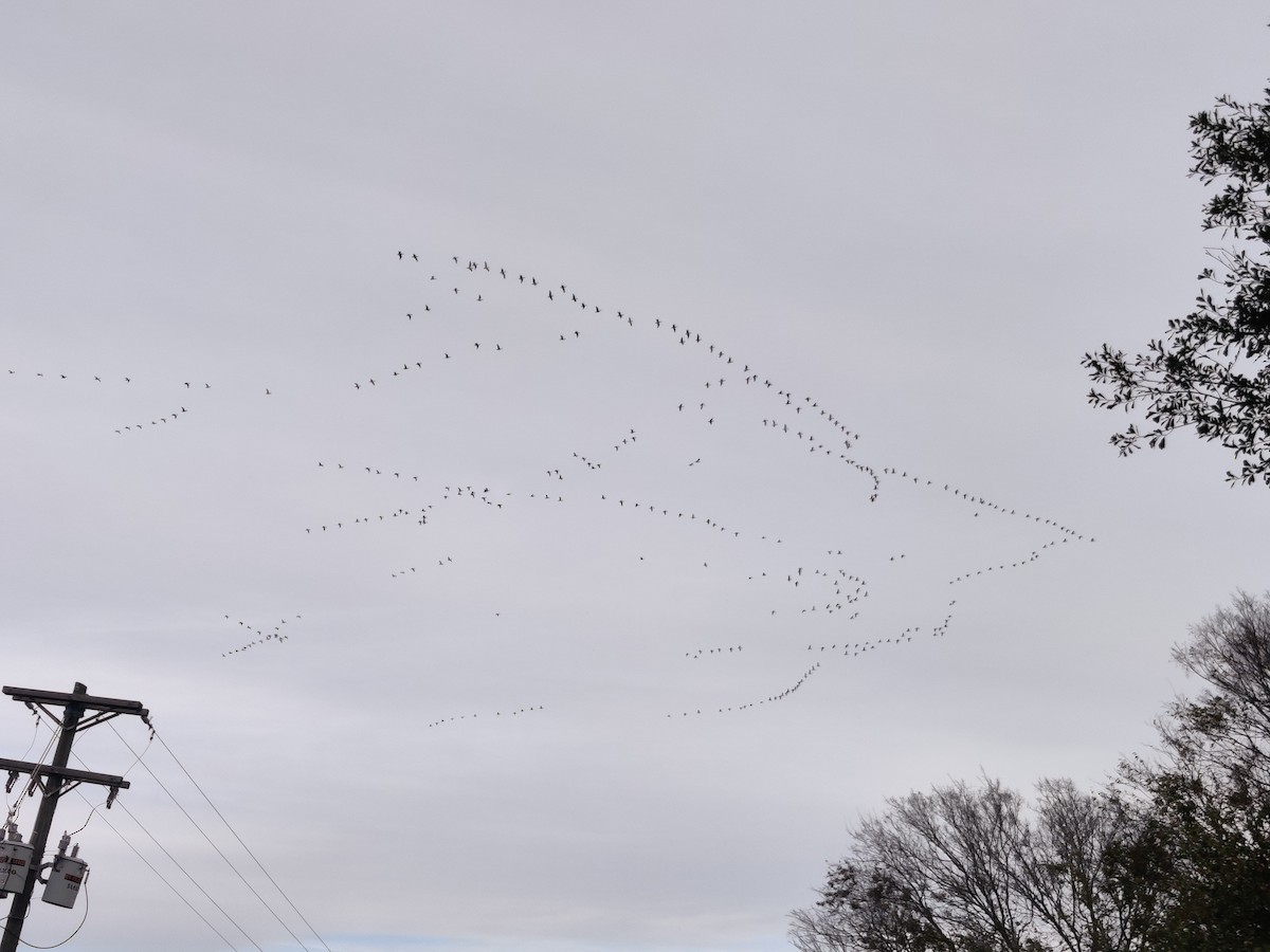 Snow Goose - ML612279210