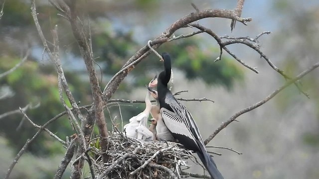 Anhinga - ML612279242