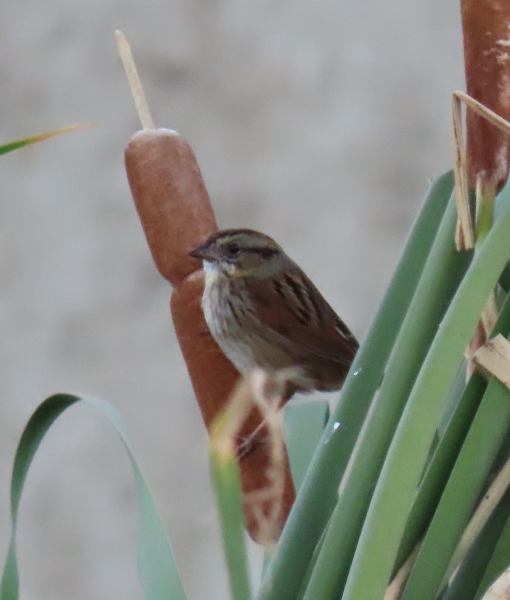 Swamp Sparrow - ML612279247