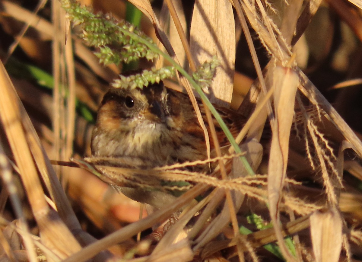 Swamp Sparrow - ML612279248