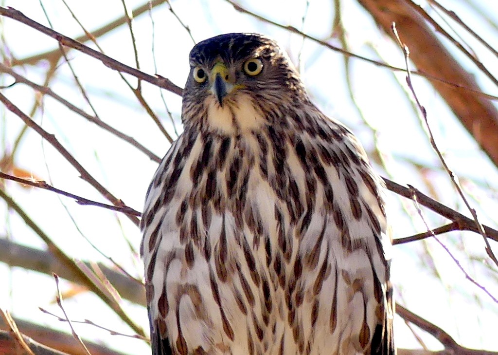 Cooper's Hawk - ML612279416