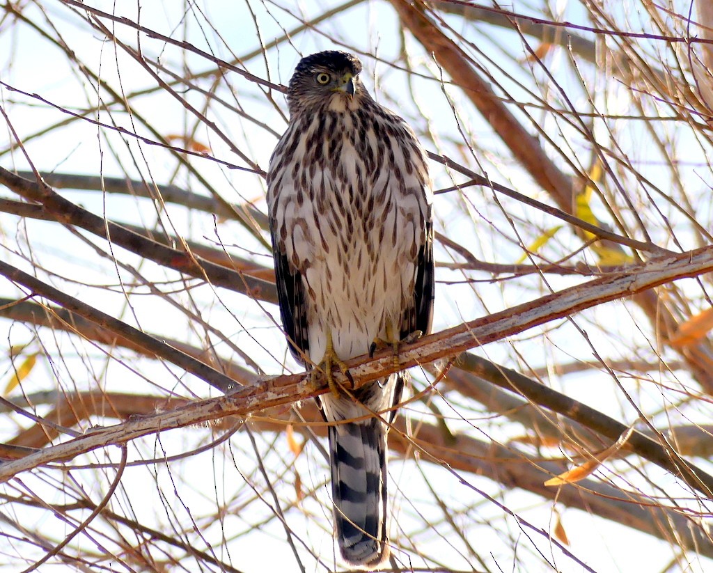 Cooper's Hawk - ML612279417